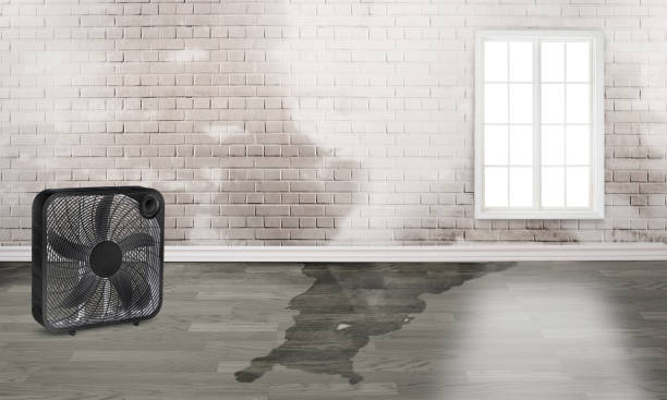 Best Carpet water damage restoration  in Independence, LA